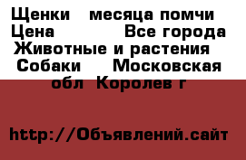 Щенки 4 месяца-помчи › Цена ­ 5 000 - Все города Животные и растения » Собаки   . Московская обл.,Королев г.